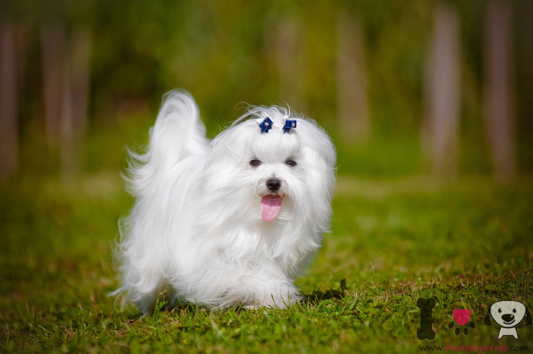 maltese-information-dog-breed-facts-pets-feed