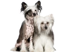 dos perros de la raza Crestado chino