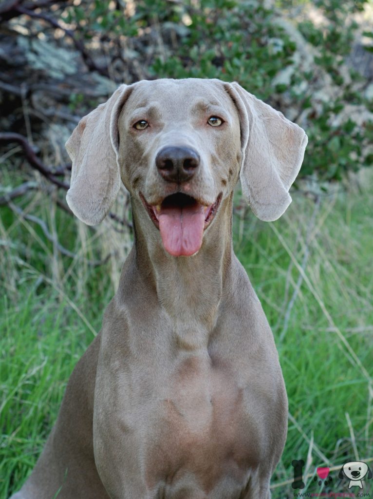 Weimaraner Razasdeperros