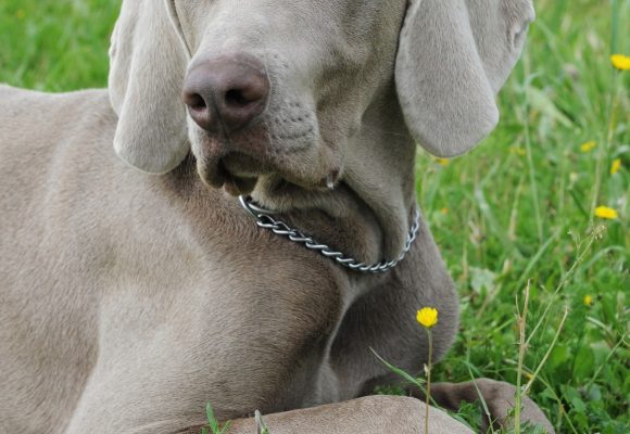 Braco De Weimar Información Sobre La Raza De Perros Braco De Weimar 8993