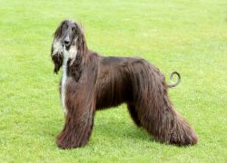 razas de perros peludos