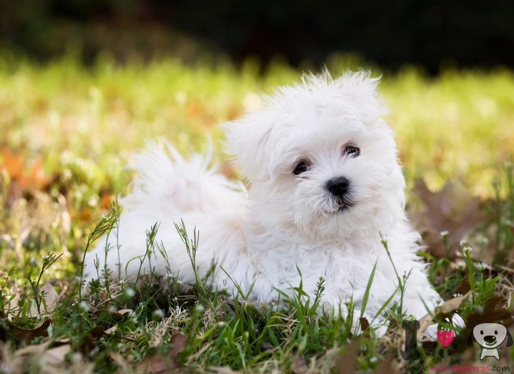 Bichón Maltés, un perro ideal en pisos y departamentos Razas de perros