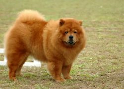 macho de chow chow marrón