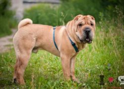 shar pei