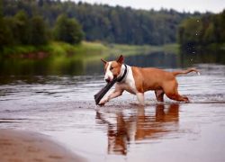 bull terrier marrón y blanco en el río