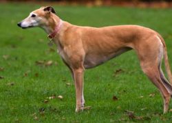 macho de galgo español