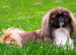 pekinés