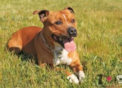 Staffordshire bull terrier