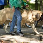 Las razas de perros más grandes - Razas de perros