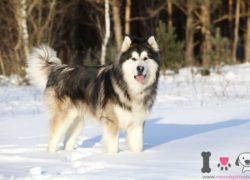 perro alaska en la nieve