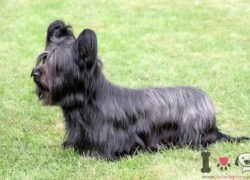 skye terrier pelo negro