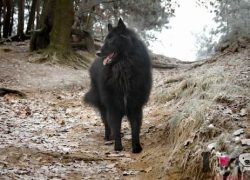 Macho de Pastor groenendael