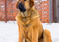 perro raza mastín español