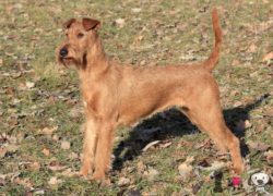 terrier irlandés