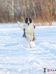 borzoi