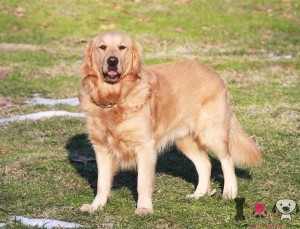 golden retriever