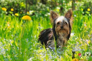 Yorkshire Terrier