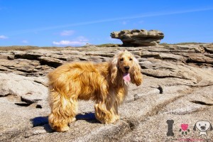 Cocker spaniel