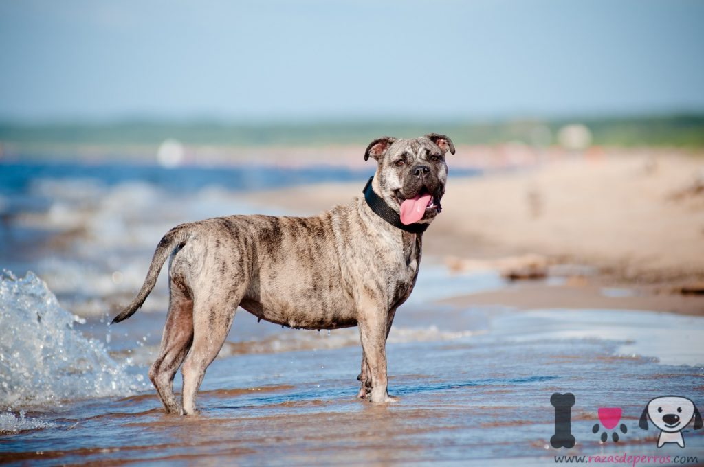 Dogo mallorquín - Información sobre la raza Dogo mallorquín