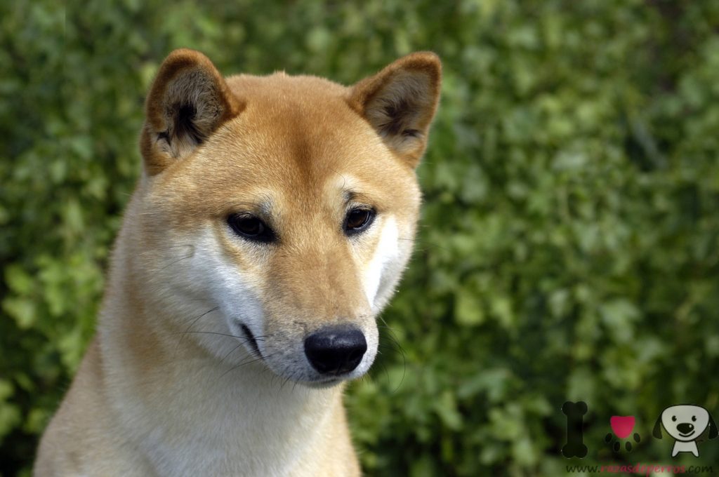 Perro de Canaán - Información sobre la raza Perro de Canaán