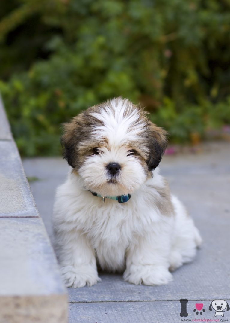 Lhasa apso puppy - Razasdeperros.com