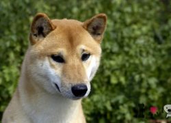 Perro de Canaán
