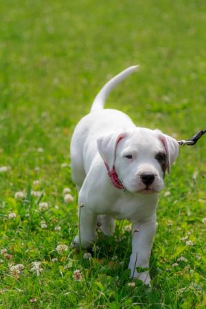 cachorro de dogo argentino - Razasdeperros.com