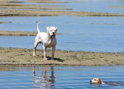 macho de dogo argentino