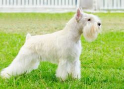 schnauzer blanco