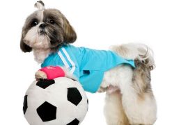 shih-tzu