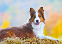 macho de border collie blanco y marrón